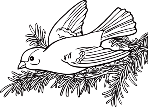 Willow Goldfinch Coloring Page